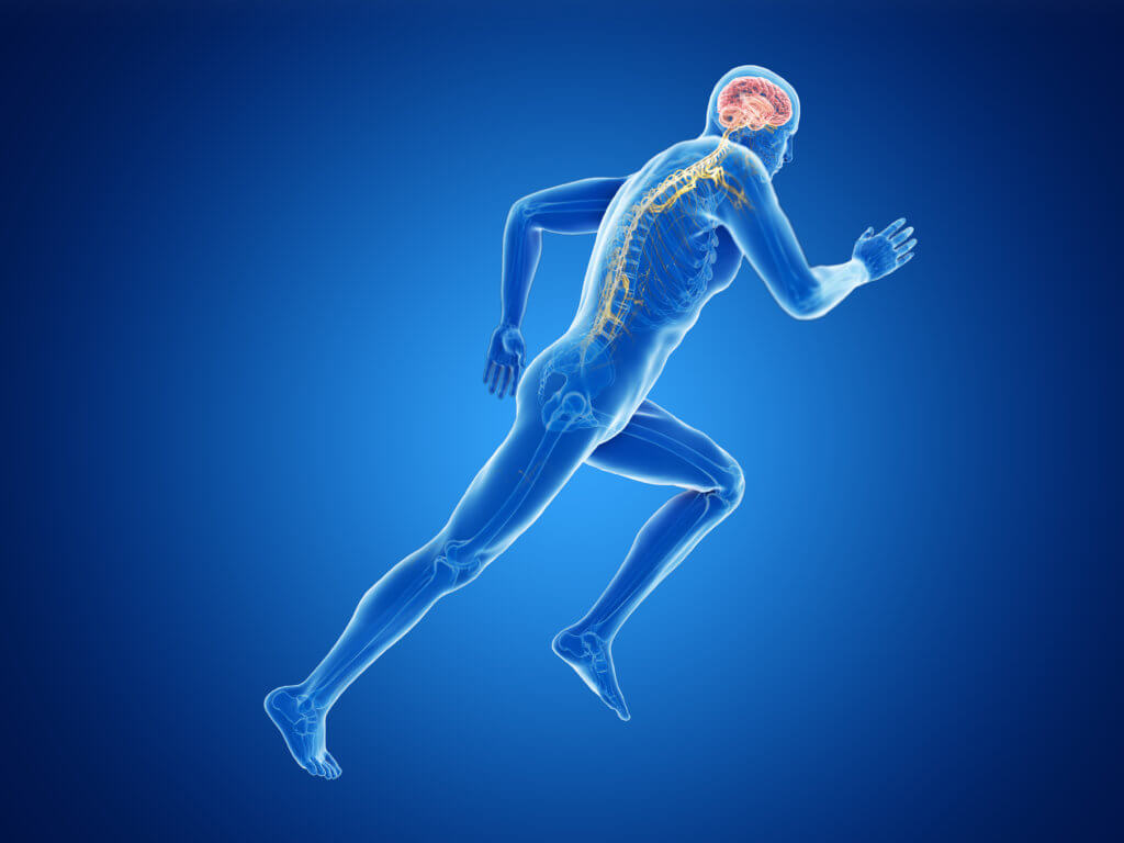 Exercise and the brain: 3D illustration of a jogger's brain