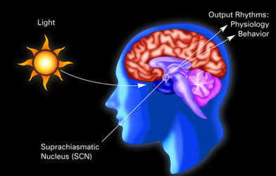 Sunlight cues neuronal signals in the suprachiasmatic nucleus