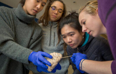 Duke first-year medical students explore neurological function, disorders and diseases as they examine and dissect brain specimens with faculty during their “Brain Behavior” class.