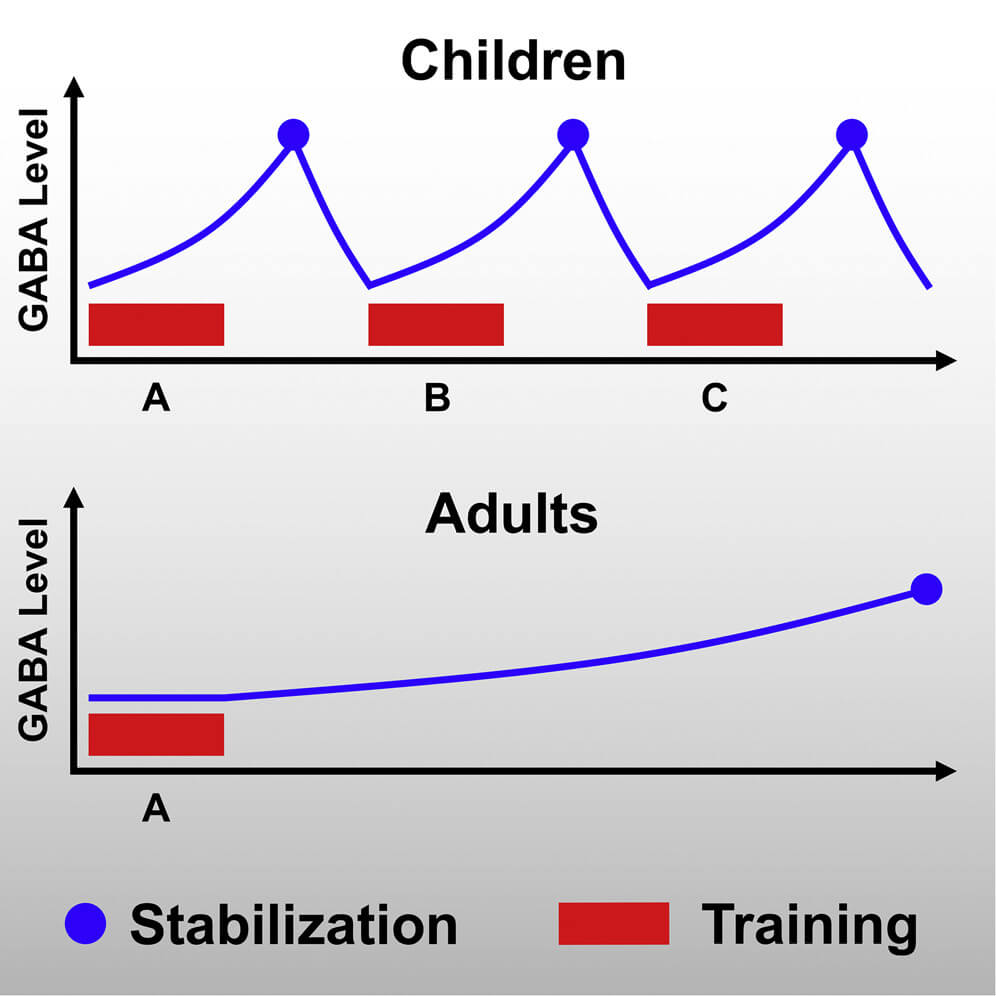 Changes in GABA in the brains of children and adults.