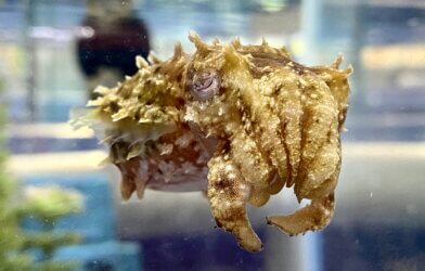 An adult dwarf cuttlefish, Sepia bandensis, about 8 cm in length