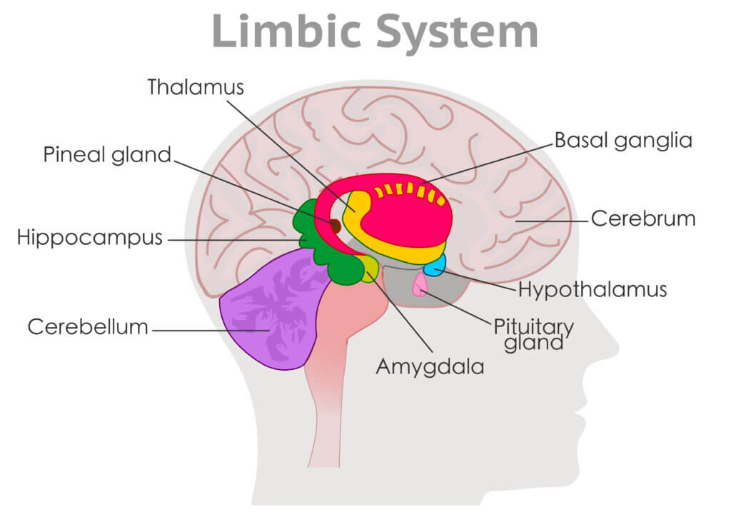 Brain Limbic System Diagram