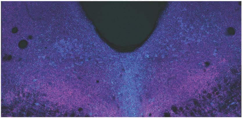 The dorsal raphe area of the brain is imaged using confocal microscopy. 
