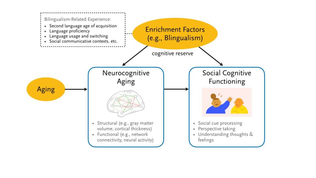 The project aims to study how social cognitive functioning changes as an outcome of the structural and functional changes of the aging brain, and the effect of enrichment factor such as bilingualism in the process