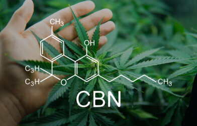Cannibinol compound from cannabis plant