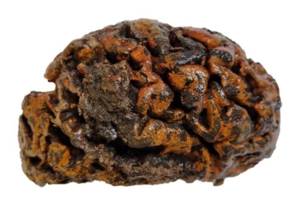 The 1,000 year-old brain of an individual excavated from the c. 10th Century churchyard of Sint-Maartenskerk (Ypres, Belgium)