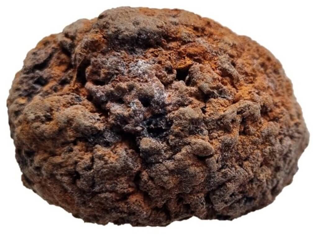 The whole, shrunken brain of an individual buried in the First Baptist Church of Philadelphia (Pennsylvania, USA), founded in 1698