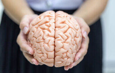 Person holding model of human brain