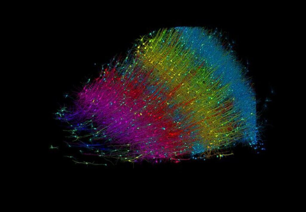 Six layers of excitatory neurons color-coded by depth