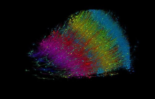 Six layers of excitatory neurons color-coded by depth